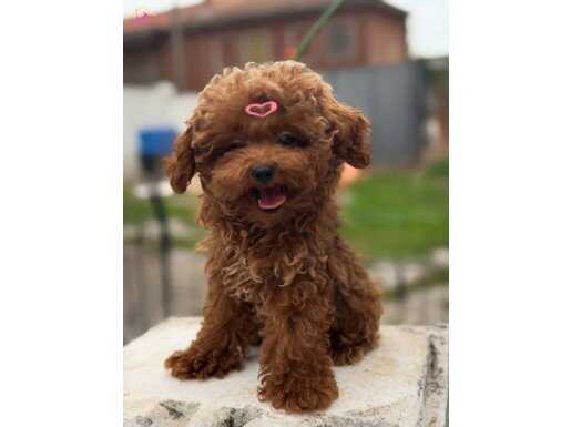 Güler Yüzlü Red Toy Poodle Yavrumuz