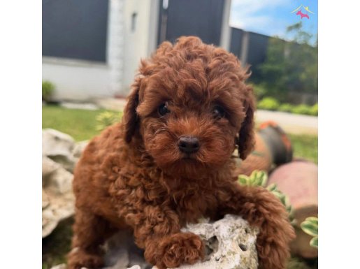 Dünya Harikası Kore Red Toy Poodle Yavrumuz 