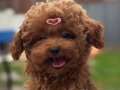 Güler Yüzlü Red Toy Poodle Yavrumuz