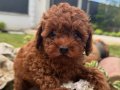Dünya Harikası Kore Red Toy Poodle Yavrumuz 