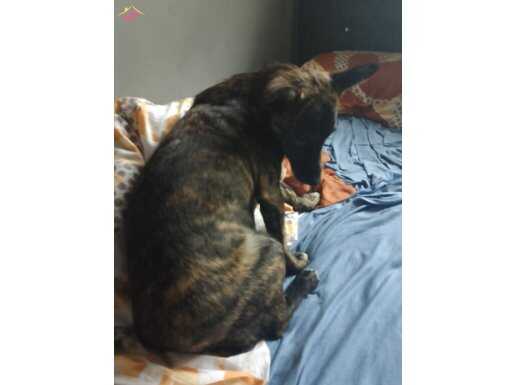 1 yaşındaki kısırlaştırılmış Belçika kurdu kırması 