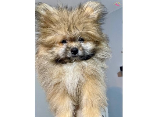 YAKIŞIKLI TEDDY BEAR POMERİAN YAVRUMUZ