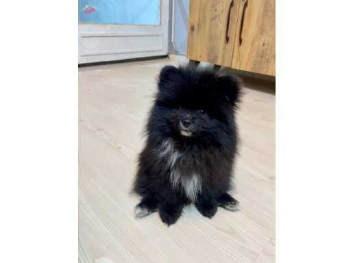 NADİR RENK—BİLGİ İÇİN MESAJ ATINIZ 