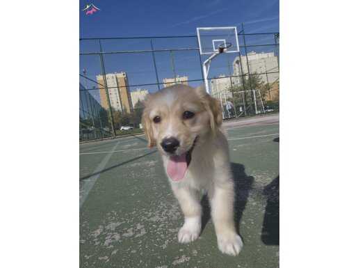 Aldığım fiyata veriyorum