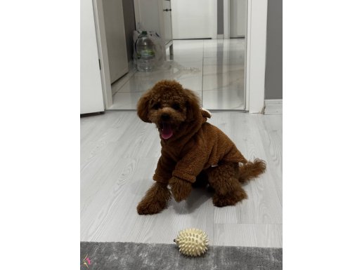 7 aylık 2.400gr brown Dişi misha