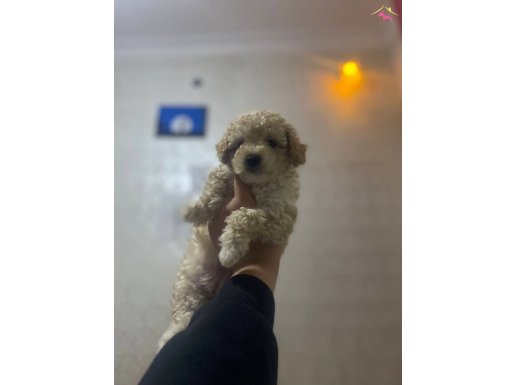 3 aylık Dişi Toy Poodle Bebek
