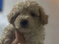 3 aylık Dişi Toy Poodle Bebek