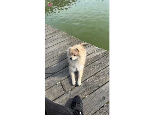 UYGUN POMERANİAN EVCİL DOST 