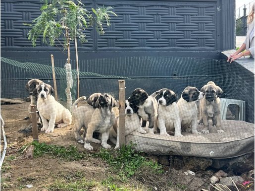 TİGEMDEN ALINMA SON 3 DİŞİ İRİ YAVRULAR