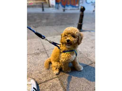 tatlı bır ev arkadasına ne dersınız?