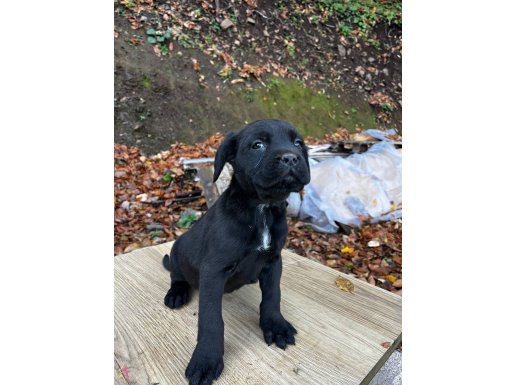 50 günlük Cane corso yavrular