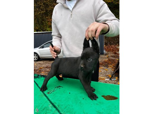 Dev Cane corso dişi yavru