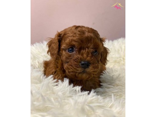 EN GÜZEL TOY POODLE