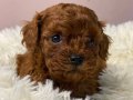 EN GÜZEL TOY POODLE