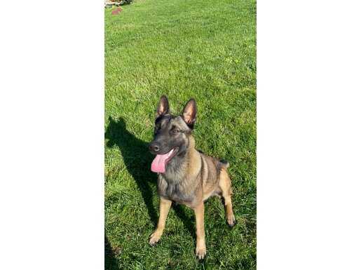 9 aylık Malinois Belçika kurdu Açıklamayı oku
