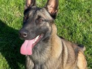 9 aylık Malinois Belçika kurdu Açıklamayı oku