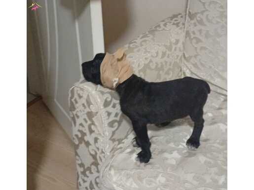 1 Aylık Cane Carso Köpek