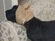 1 Aylık Cane Carso Köpek