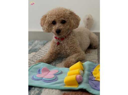 19 AYLIK TEMEL İTAAT EĞİTİMLİ