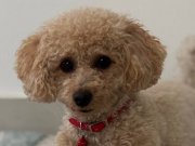 19 AYLIK TEMEL İTAAT EĞİTİMLİ