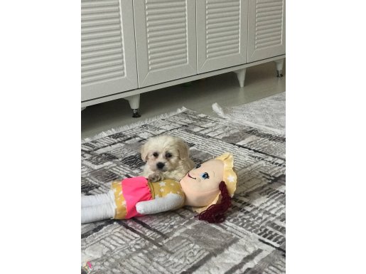 Maltesi Terrier yavru 3 aylık acil satılık