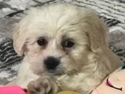 Maltesi Terrier yavru 3 aylık acil satılık