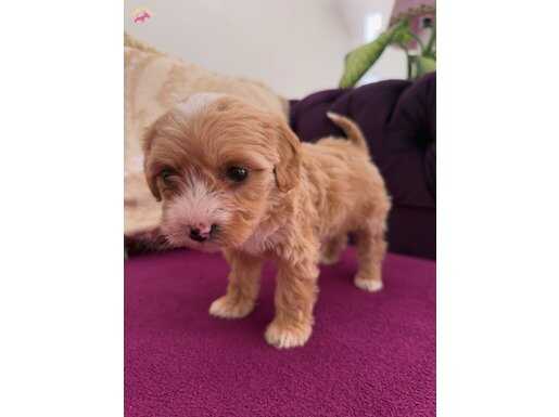 Benim güzel burnu benekli yavrum