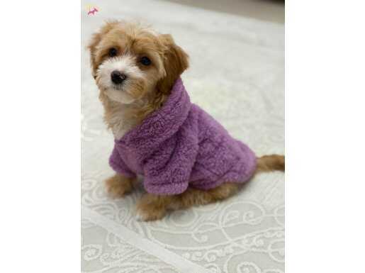 Uysal sessiz saakin yavru :)