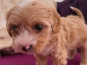 Benim güzel burnu benekli yavrum