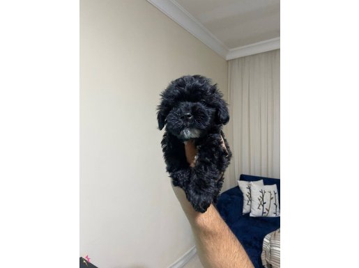 3 aylık erkek siyah Maltipoo yavru