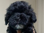 3 aylık erkek siyah Maltipoo yavru