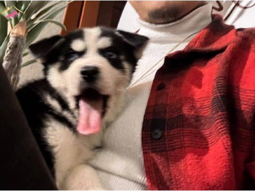 ÇOK SAĞLIKLI HUSKY