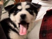 ÇOK SAĞLIKLI HUSKY