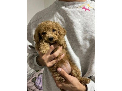 2 aylık oyuncu yavru dişi toy poodle