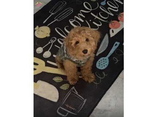 6-7 aylık oyuncu erkek toy poodle