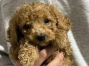 2 aylık oyuncu yavru dişi toy poodle
