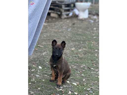 2 aylık safkan yavru dişi