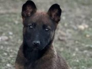 2 aylık safkan yavru dişi