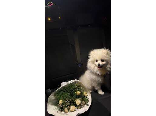 Sevimli köpeğimizin adı pamuk vakit ayıramdıgım için vercgm