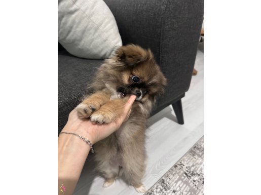 OYUNCU KIZIMIZ YUVA ARIYOR