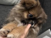 OYUNCU KIZIMIZ YUVA ARIYOR