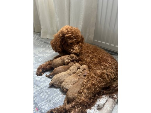 Safkan Toy Poodle Red&Brown
