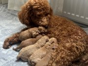 Safkan Toy Poodle Red&Brown