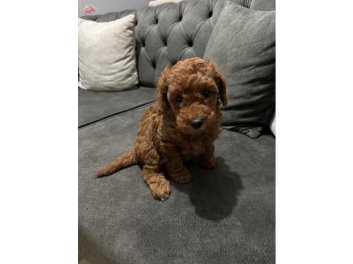 yavru poodle sahibini bekliyor 