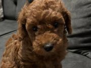 yavru poodle sahibini bekliyor 