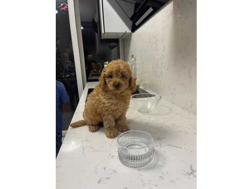 Acillll yuva arıyoruz 