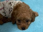 Acilll yuva arıyoruz 