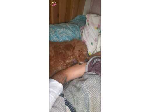 Aşıları tam, eğitimli ve ev ortamında Bakılan 7 Aylık bebek