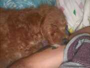 Aşıları tam, eğitimli ve ev ortamında Bakılan 7 Aylık bebek