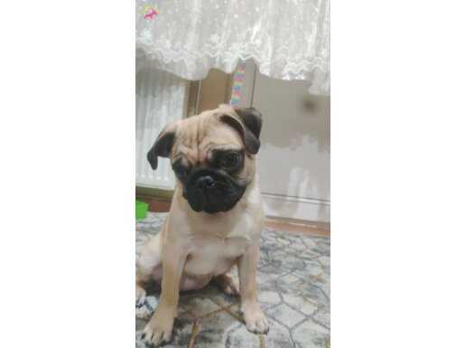 4 aylık safkan pug mops dişi 